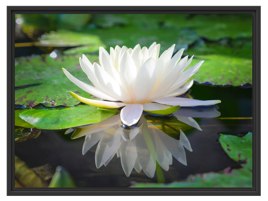 Weiße Lotusblume im Wasser Schattenfugenrahmen 80x60