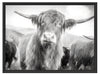Blick einer Kuh an der Weide Schattenfugenrahmen 80x60