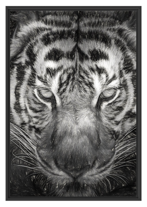 Tiger mit hellbraunen Augen Kunst Schattenfugenrahmen 100x70