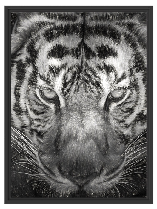 Tiger mit hellbraunen Augen Kunst Schattenfugenrahmen 80x60