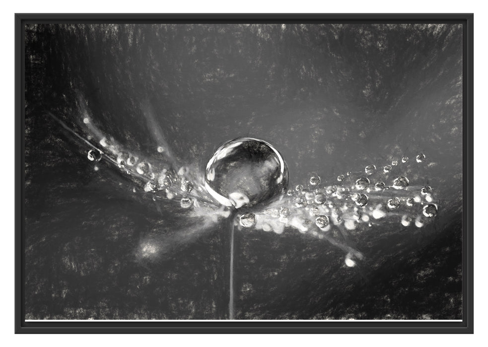 Pixxprint Wassertropfen auf einer Pusteblume