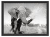 Elefant spritzt mit Wasser Schattenfugenrahmen 55x40