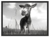 Esel im Feld Schattenfugenrahmen 80x60