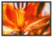 orange Lilie in Nahaufnahme Kunst Schattenfugenrahmen 100x70