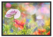 Kalifornischer Mohn im Frühling Schattenfugenrahmen 100x70