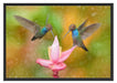 Kolibris in den Tropen Schattenfugenrahmen 100x70