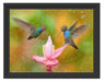 Kolibris in den Tropen Schattenfugenrahmen 38x30