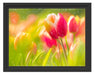 Blühende Tulpen Schattenfugenrahmen 38x30