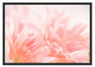 Gerbera-Blume Schattenfugenrahmen 100x70