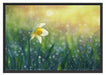 Narzissenblume in der Morgensonne Schattenfugenrahmen 100x70