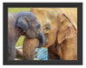 Elefantenmutter mit Kalb Schattenfugenrahmen 38x30