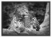 Leopard in der Natur B&W Schattenfugenrahmen 100x70