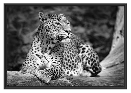 Leopard in der Natur B&W Schattenfugenrahmen 100x70