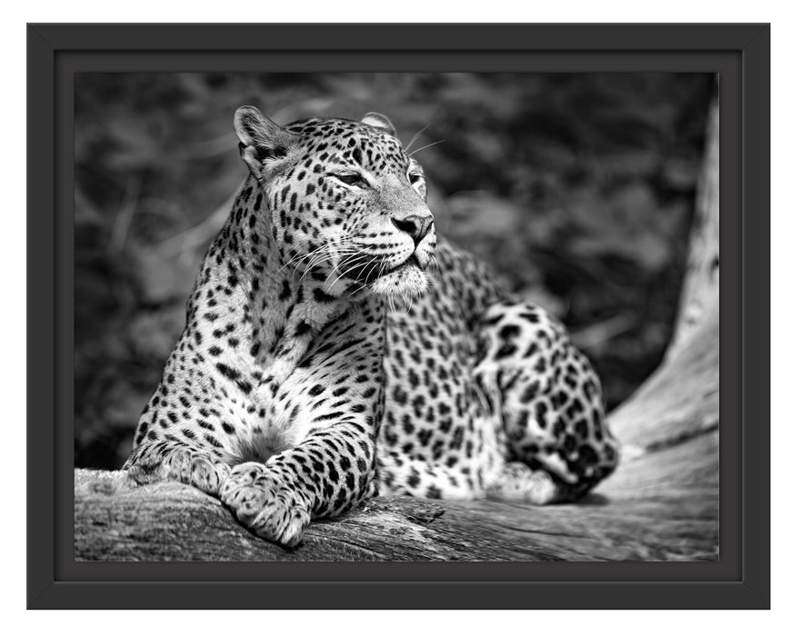 Leopard in der Natur B&W Schattenfugenrahmen 38x30