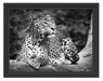 Leopard in der Natur B&W Schattenfugenrahmen 38x30