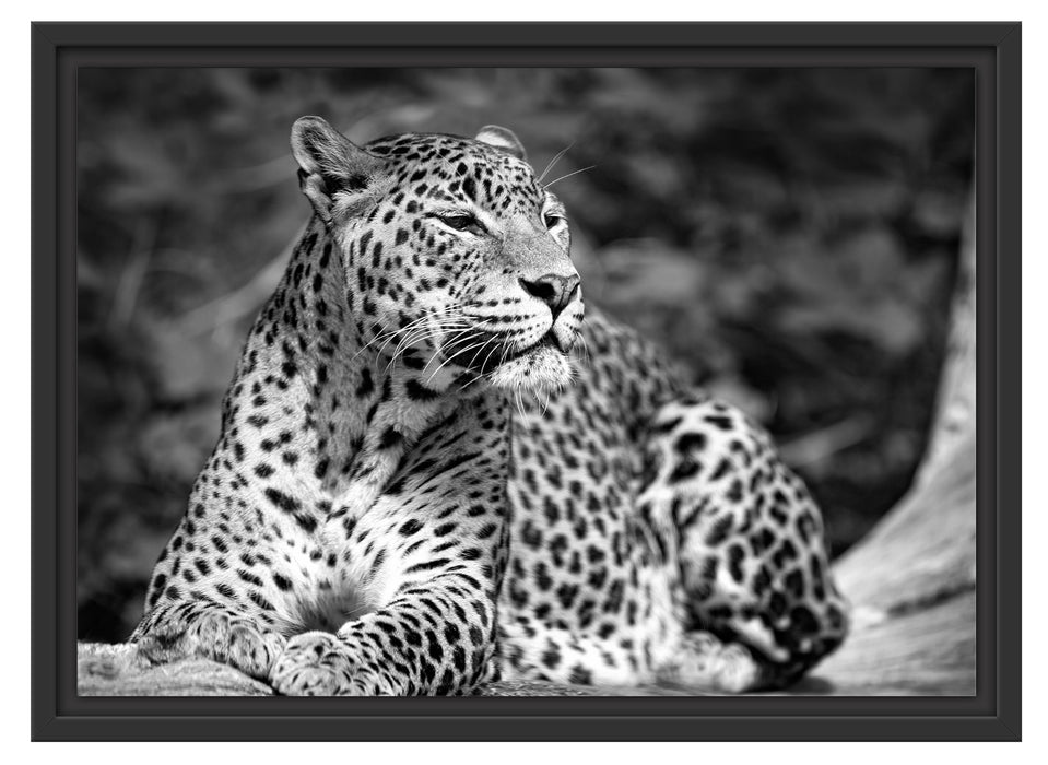 Leopard in der Natur B&W Schattenfugenrahmen 55x40