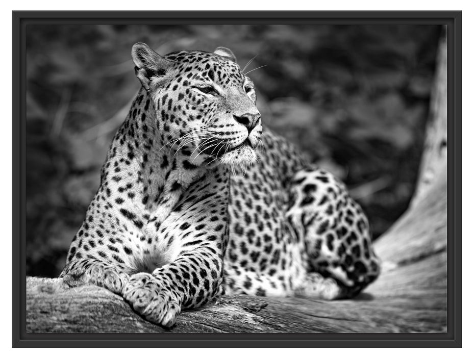 Leopard in der Natur B&W Schattenfugenrahmen 80x60