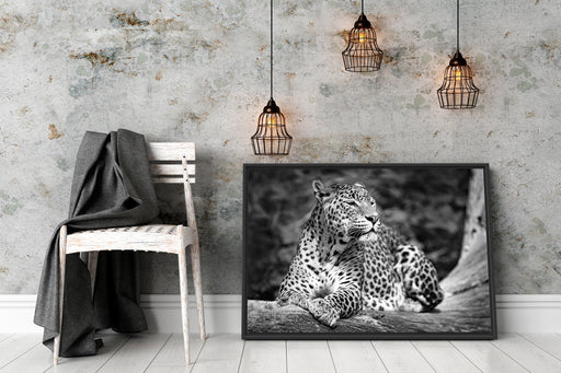 Leopard in der Natur B&W Schattenfugenrahmen Wohnzimmer