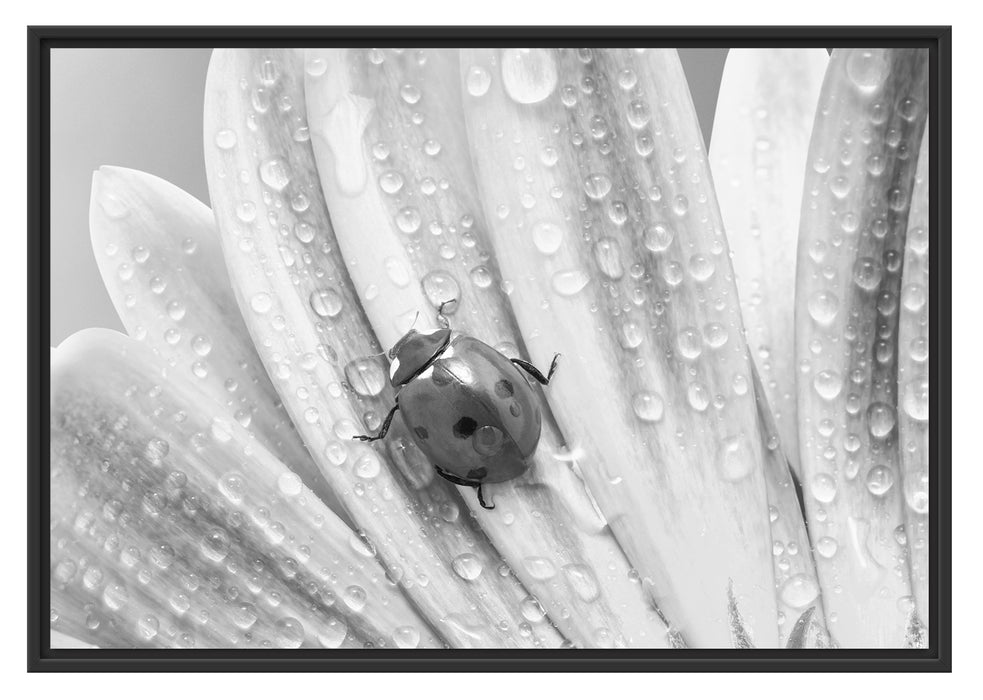 Pixxprint Marienkäfer auf gelber Blume, im Schwebe-Effekt Bilderrahmen