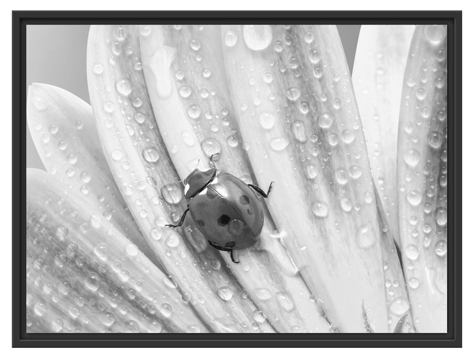 Marienkäfer auf gelber Blume Schattenfugenrahmen 80x60