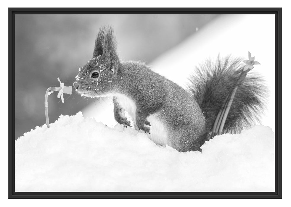 Pixxprint Eichhörnchen im Schnee Kunst B&W, im Schwebe-Effekt Bilderrahmen