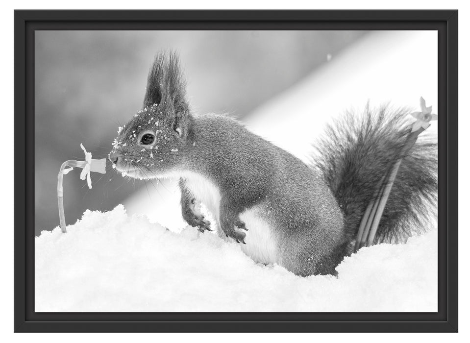 Eichhörnchen im Schnee Kunst B&W Schattenfugenrahmen 55x40