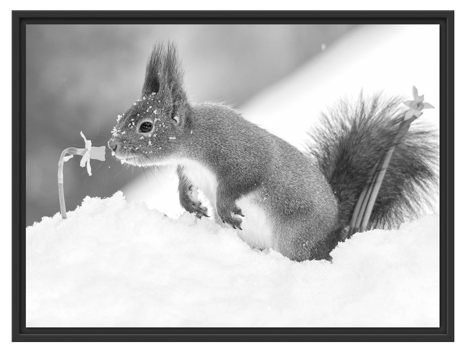 Eichhörnchen im Schnee Kunst B&W Schattenfugenrahmen 80x60