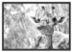 Giraffe in der Natur Kunst B&W Schattenfugenrahmen 100x70