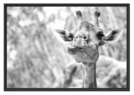 Giraffe in der Natur Kunst B&W Schattenfugenrahmen 100x70