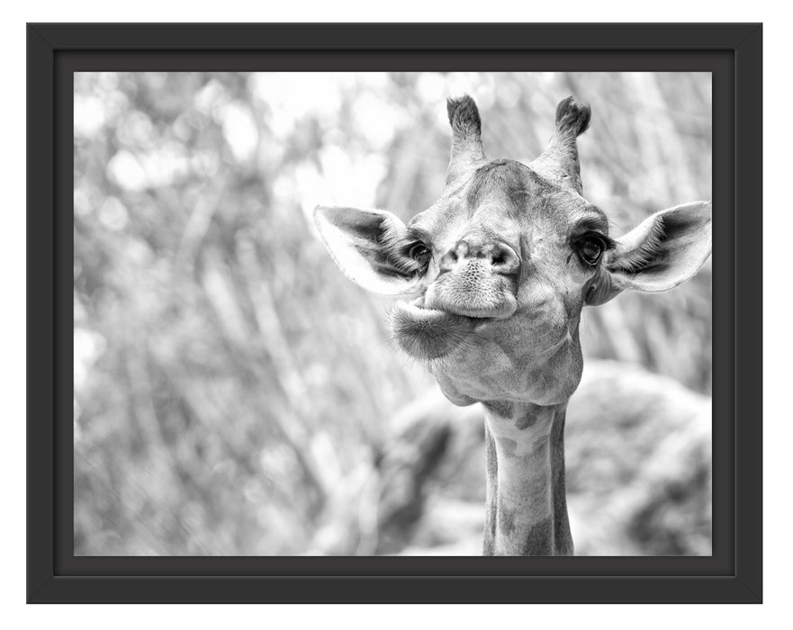 Giraffe in der Natur Kunst B&W Schattenfugenrahmen 38x30