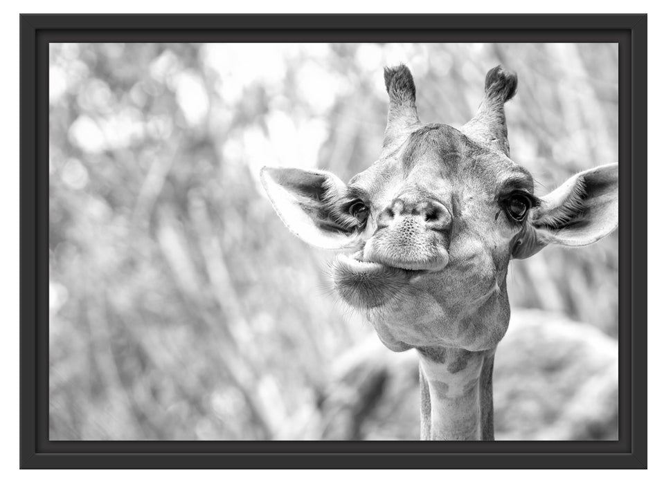 Giraffe in der Natur Kunst B&W Schattenfugenrahmen 55x40