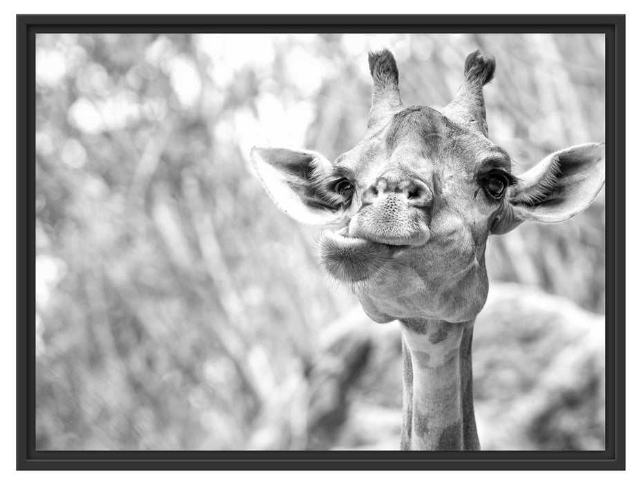 Giraffe in der Natur Kunst B&W Schattenfugenrahmen 80x60