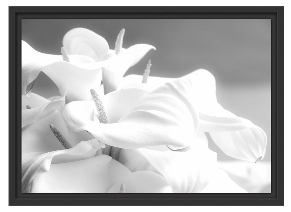 weiße Calla Lilien Kunst B&W Schattenfugenrahmen 55x40