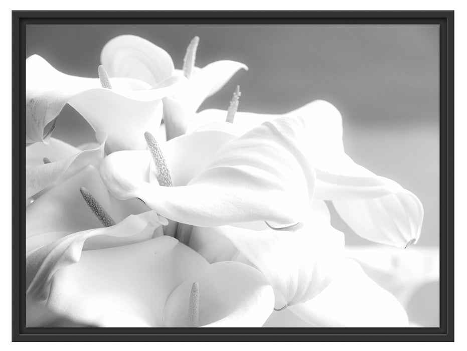 weiße Calla Lilien Kunst B&W Schattenfugenrahmen 80x60