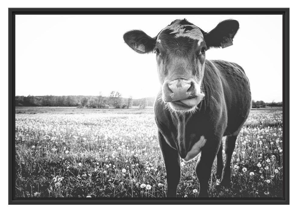 Pixxprint Kuh auf Butterblumenwiese, im Schwebe-Effekt Bilderrahmen