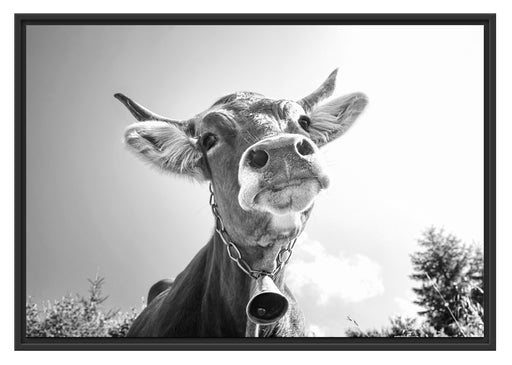 Portrait einer Kuh Schattenfugenrahmen 100x70