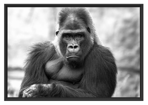 gelangweilter Gorilla Kunst B&W Schattenfugenrahmen 100x70