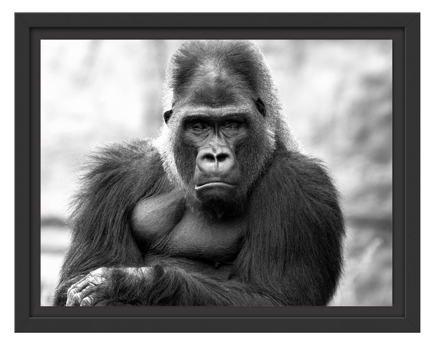 gelangweilter Gorilla Kunst B&W Schattenfugenrahmen 38x30