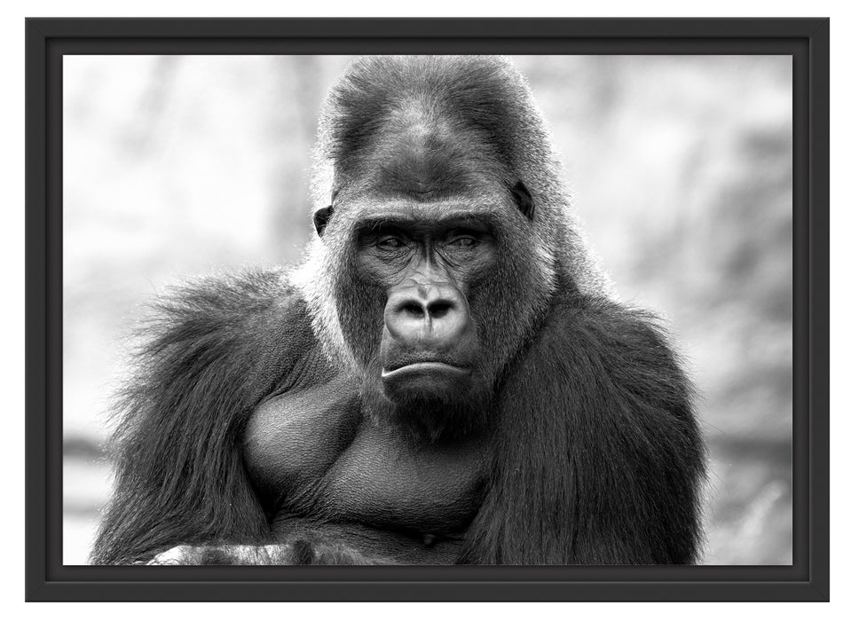 gelangweilter Gorilla Kunst B&W Schattenfugenrahmen 55x40