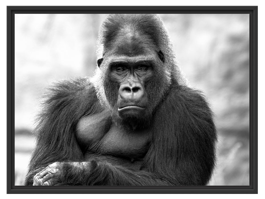 gelangweilter Gorilla Kunst B&W Schattenfugenrahmen 80x60