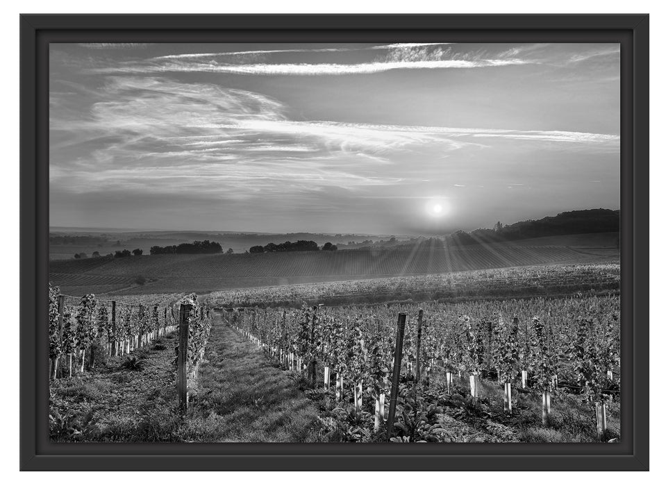 Weinberg in Bergerac Frankreich Schattenfugenrahmen 55x40