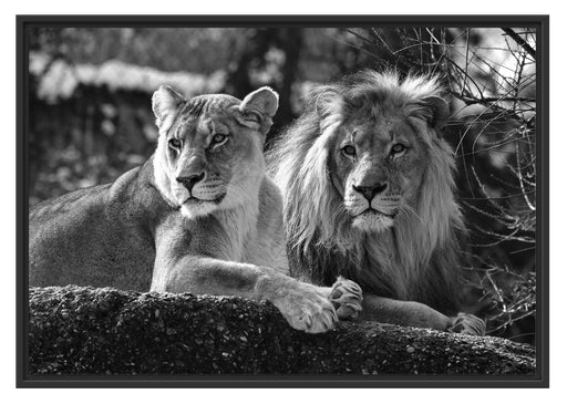 interessiertes Löwenpaar Kunst B&W Schattenfugenrahmen 100x70