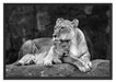 Löwe Löwenjungen Schattenfugenrahmen 100x70