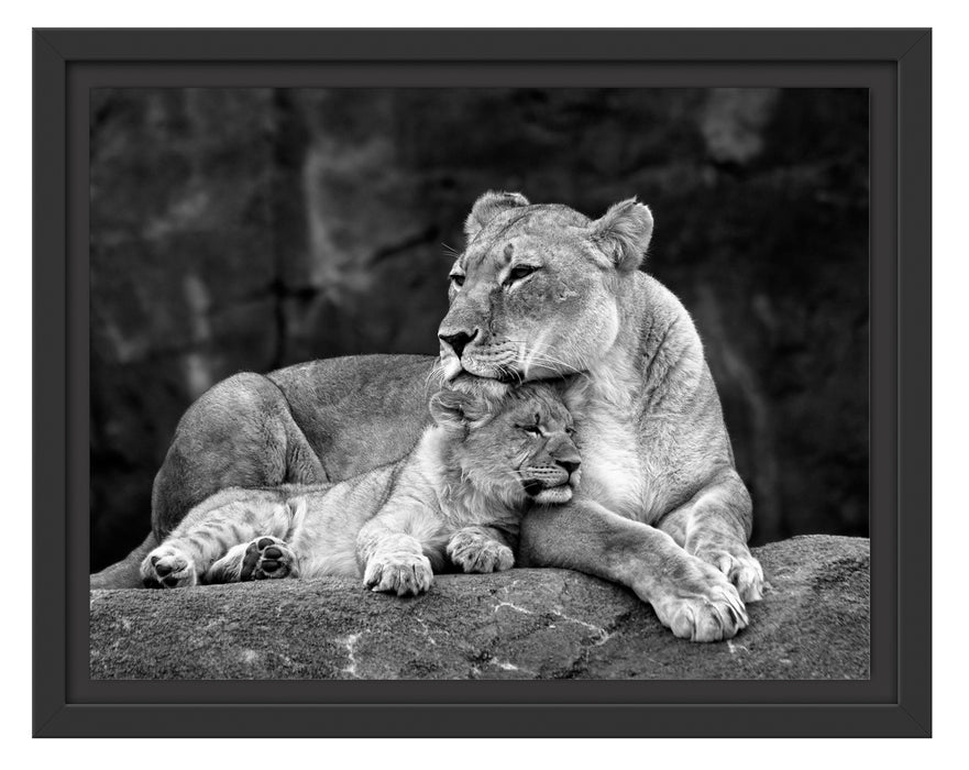 Löwe Löwenjungen Schattenfugenrahmen 38x30