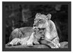 Löwe Löwenjungen Schattenfugenrahmen 55x40