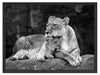 Löwe Löwenjungen Schattenfugenrahmen 80x60