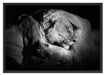 Männer Frauen Löwe kuscheln Schattenfugenrahmen 100x70