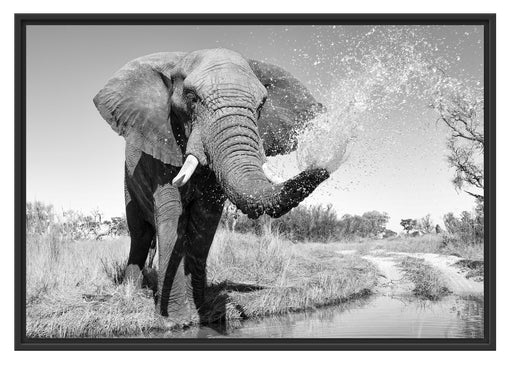 Elefant spritzt mit Wasser Schattenfugenrahmen 100x70