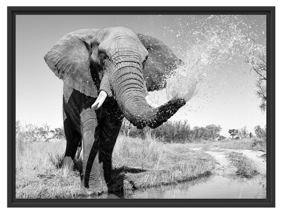 Elefant spritzt mit Wasser Schattenfugenrahmen 80x60