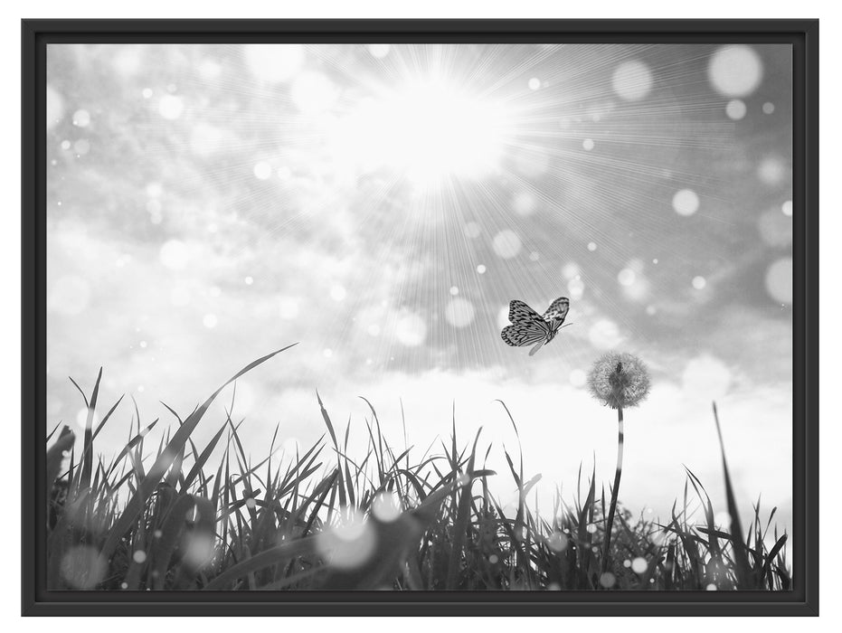 Schmetterling fliegt zu Pusteblume Schattenfugenrahmen 80x60